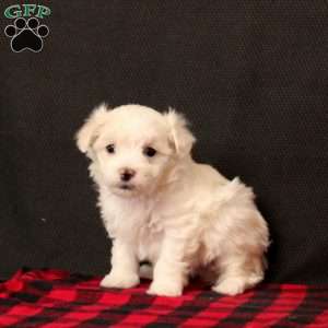 Nure, Maltipoo Puppy